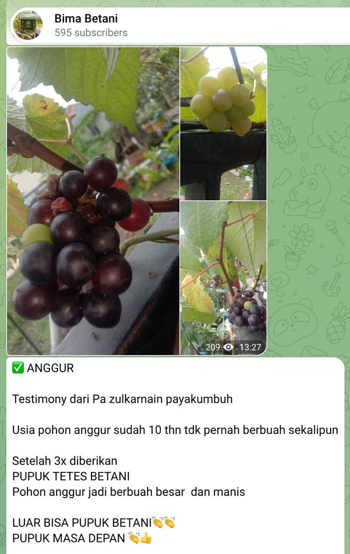 Panen Jagung Raksasa