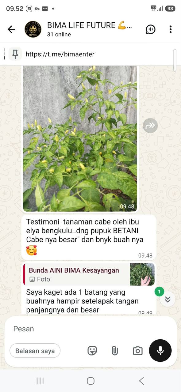 Hasil Panen Cabe
