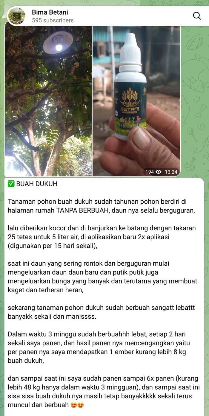 Panen Bawang & Palawija