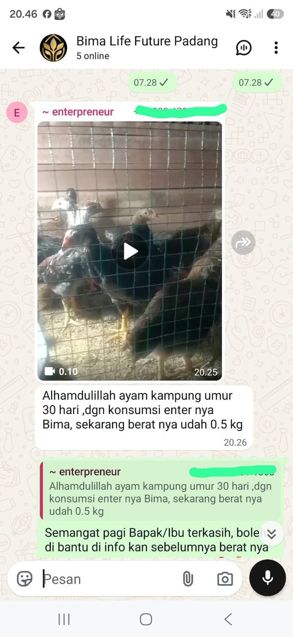 Bebek Petelur