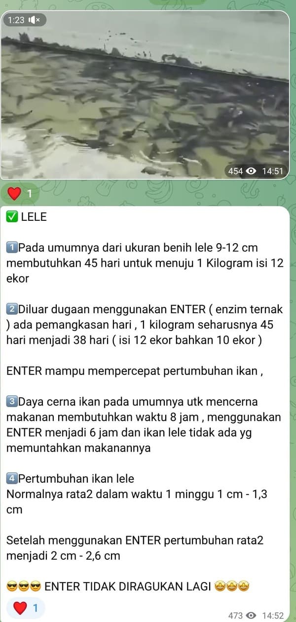 Ayam Broiler