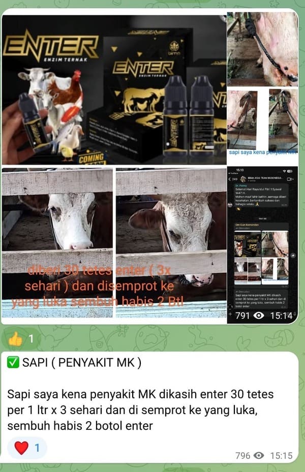 Sapi Perah